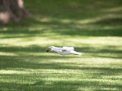 Ring billed Gull 