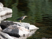 Green heron