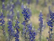 Big Bend National Park