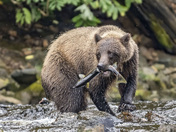 Chichagof Island-Tongass National Forest 