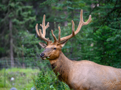 Elk Grazing in Alberta Wilderness