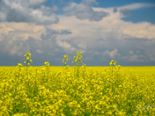 Alberta Canola Fields in Bloom