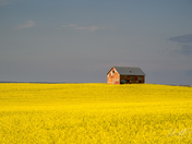 Prairie Barn in Blooming Canola Field