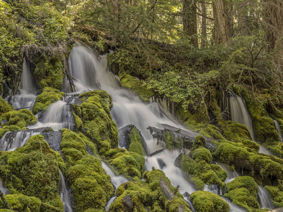 Umpqua National Forest