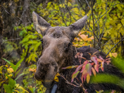 Moose Munching Leaves 