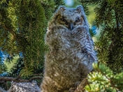 Great Grey Owls In the Nest 