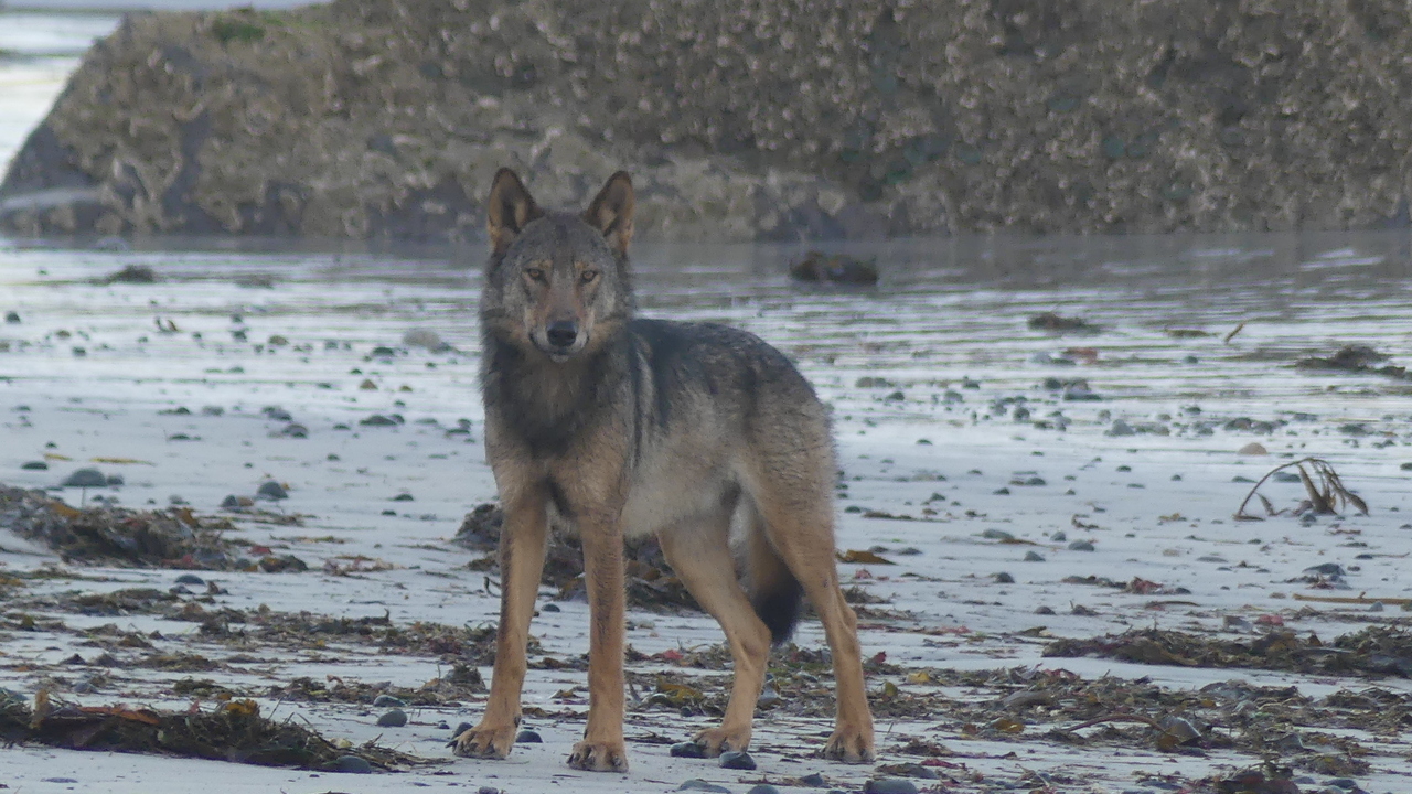 Sea Wolf