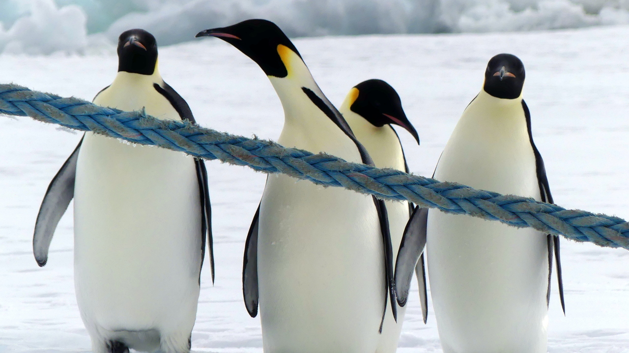 Emperor penguins