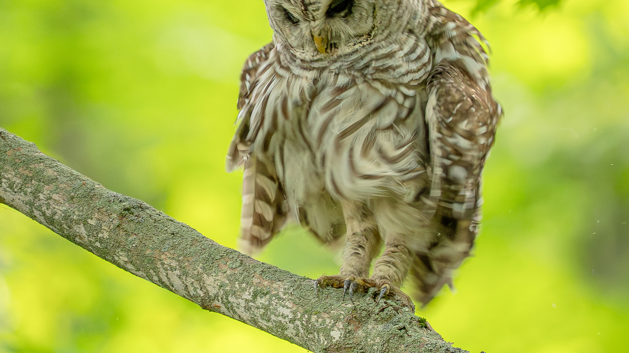 Barred owl shaking off the day 