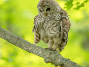 Barred owl shaking off the day 