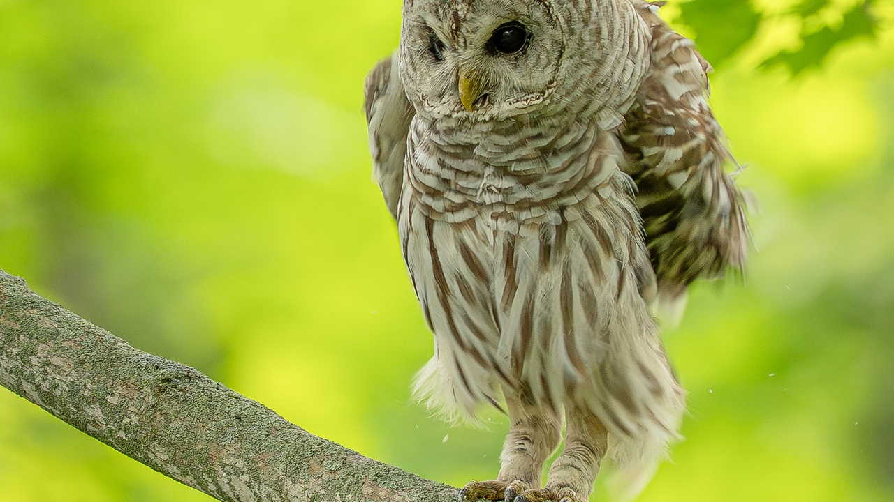 Barred owl shaking off the day 