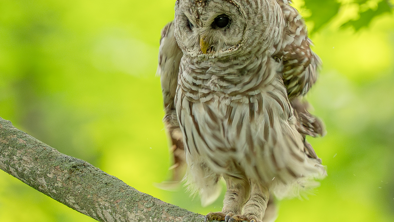 Barred owl shaking off the day 