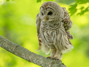Barred owl shaking off the day 