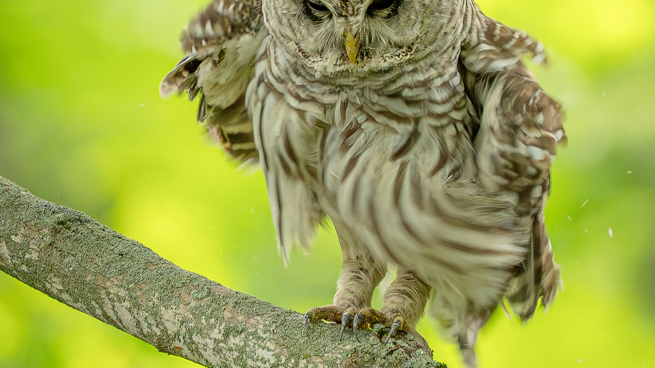Barred owl shaking off the day 