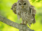Barred owl shaking off the day 