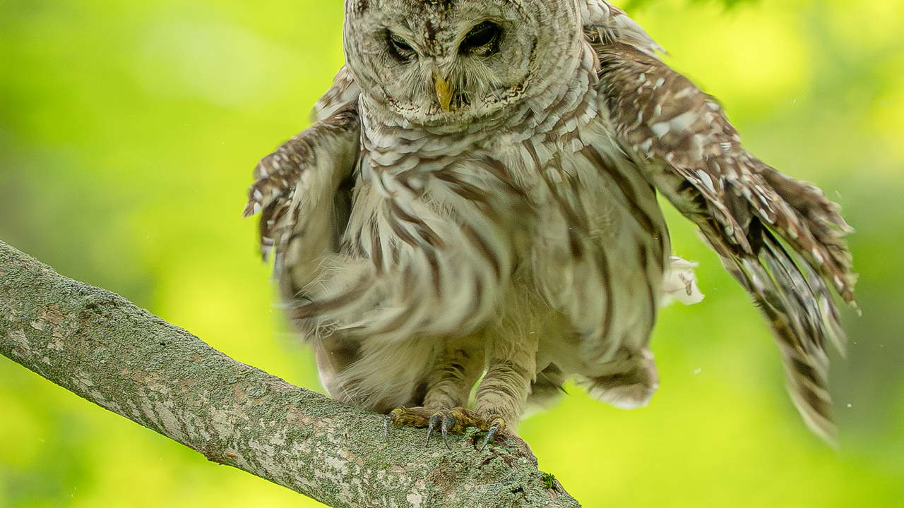 Barred owl shaking off the day 
