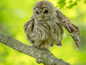 Barred owl shaking off the day 