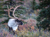 Denali National Park