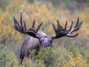 Denali National Park
