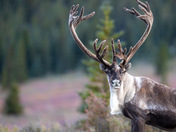 Denali National Park