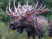Denali National Park