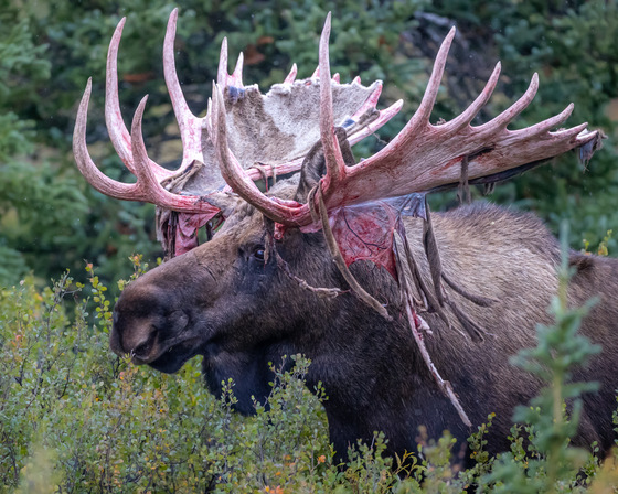 Denali National Park