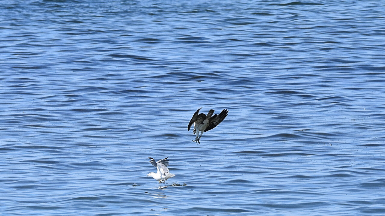 Osprey
