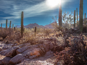 Saguaro National Park