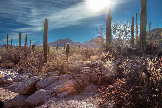 Saguaro National Park