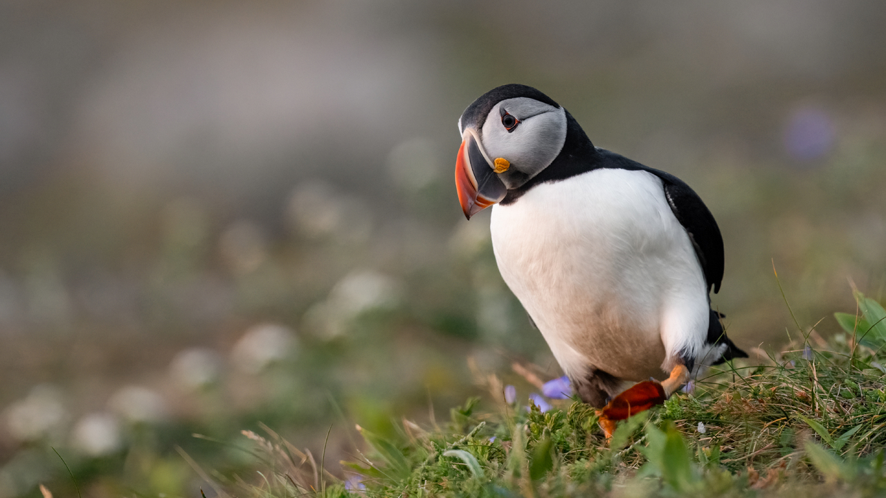 Puffin on the Move
