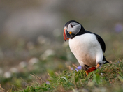 Puffin on the Move
