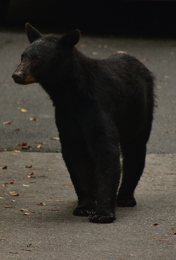 Cades Cove
