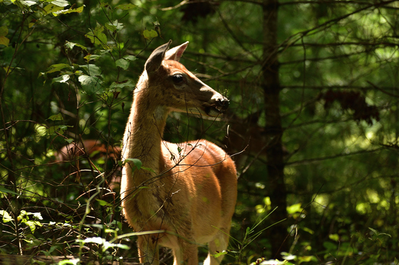 Cades Cove