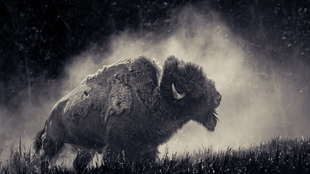 The Buffalo of heavy metal