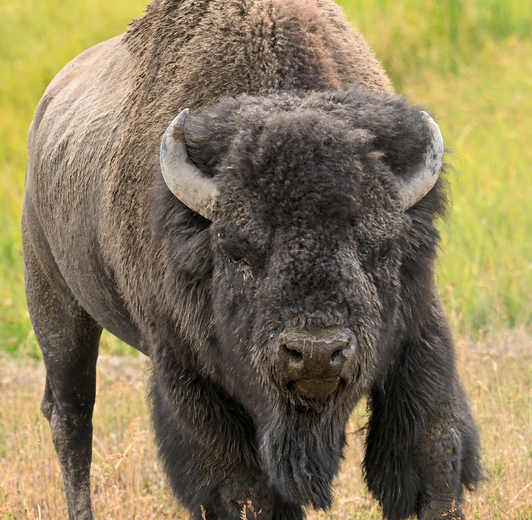 Yellowstone National Park 