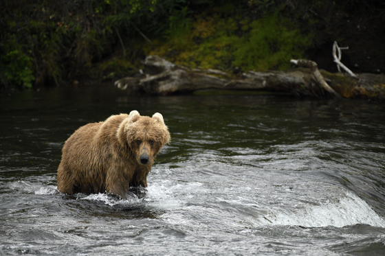 Katmai National Park