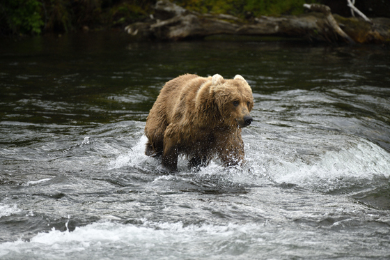 Katmai National Park