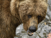 Katmai National Park