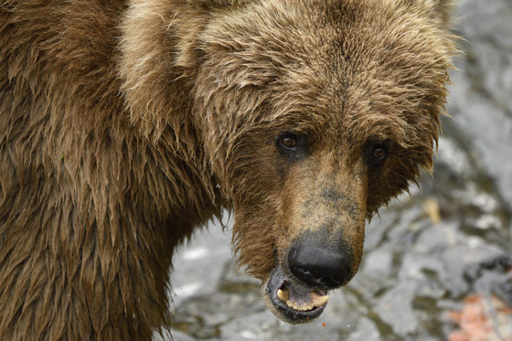 Katmai National Park