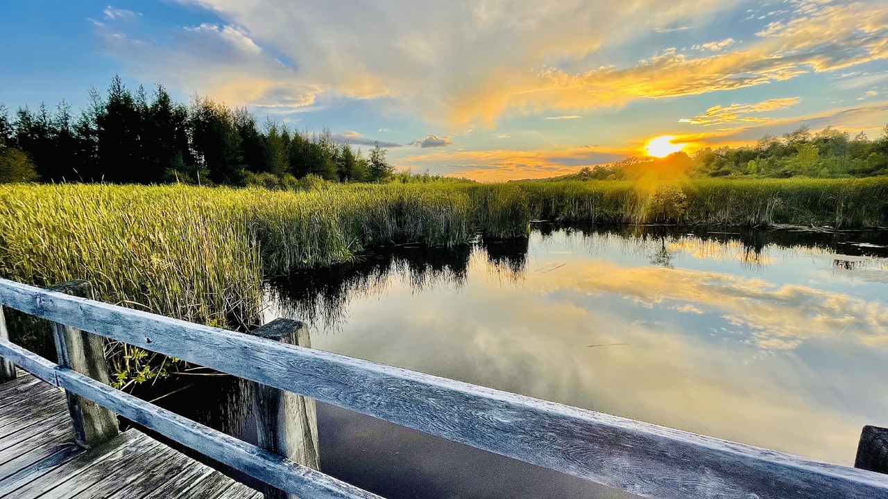 Mer Bleue Bog