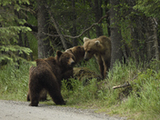 Katmai National Park