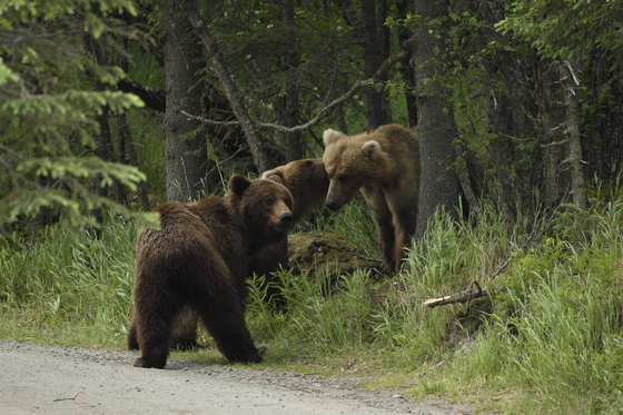 Katmai National Park