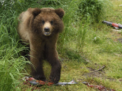 Katmai National Park