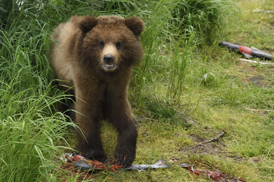 Katmai National Park