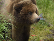 Katmai National Park
