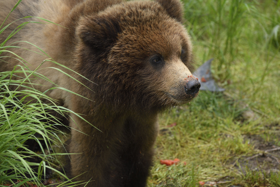 Katmai National Park