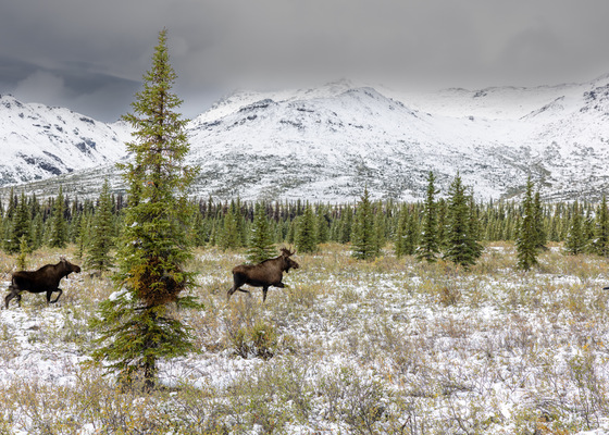 Denali National Park