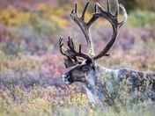 Denali National Park 