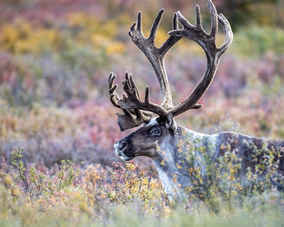 Denali National Park 