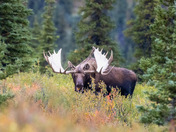 Denali National Park